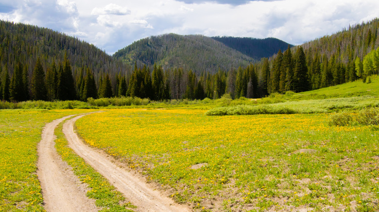 A back road waiting to be explored on the Routt National Forest, Colorado