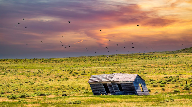 A leaning homestead farm shack near Sterling, Colorado