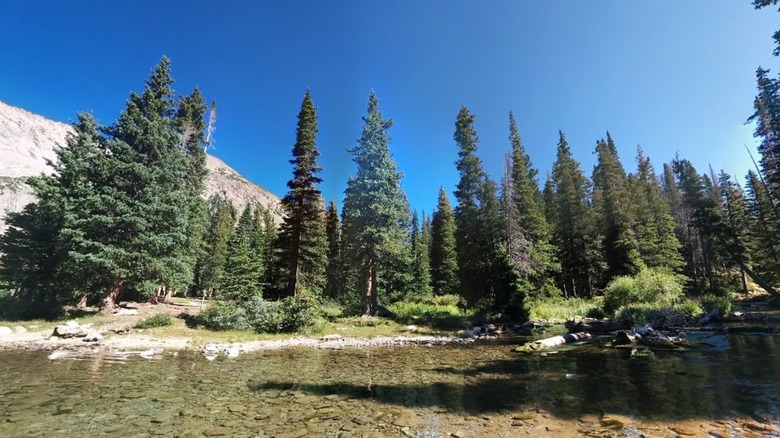 Conifer trees at the edge of Snowmass Lake