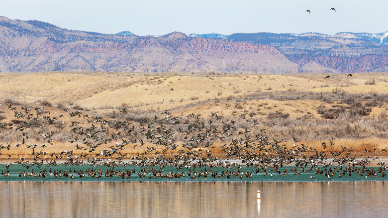 Migrating birds taking off at Highline Lake State Park in western Colorado