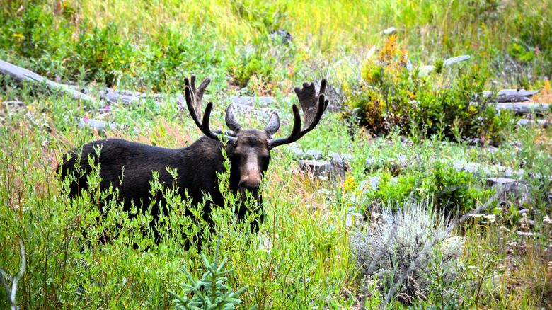 Moose in State Forest State Park
