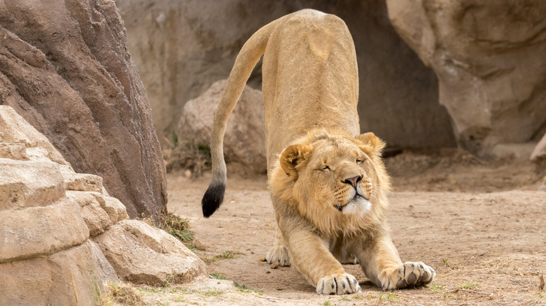 A happy lion stretching at Denver Zoo, Colorado