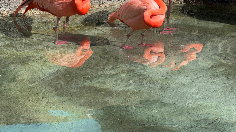 Sleeping flamingos standing in water at Denver Zoo, Colorado