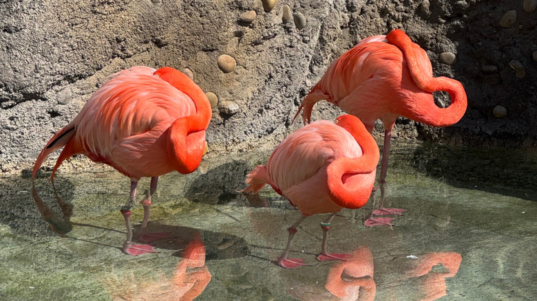 Sleeping flamingos standing in water at Denver Zoo, Colorado