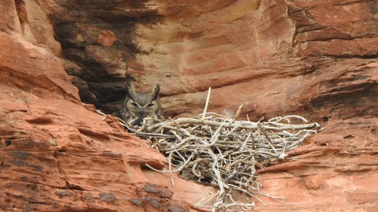 Judgmental owl sits in nest on red rocks Two Buttes Reservoir