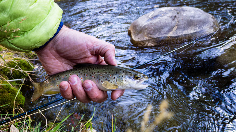 Fisherman holds trout above stream in Colorado
