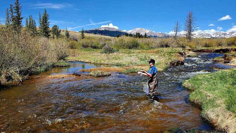 Angler fly fishes on Tarryall Creek