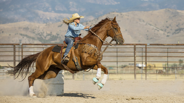 A rider sits atop a horse during a rodeo