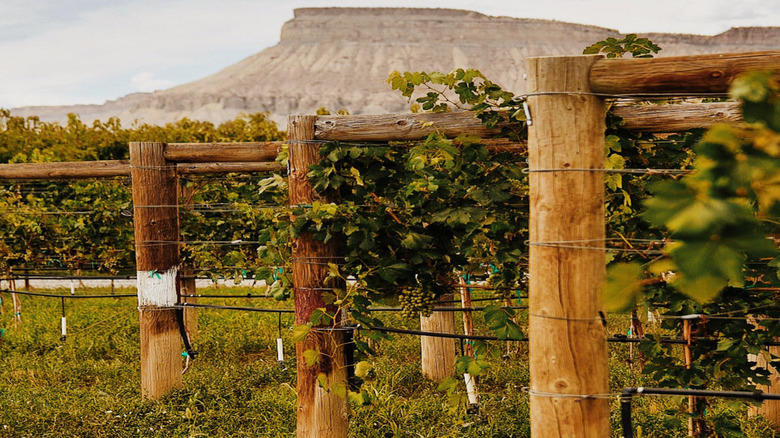 A vineyard in Palisade, Colorado