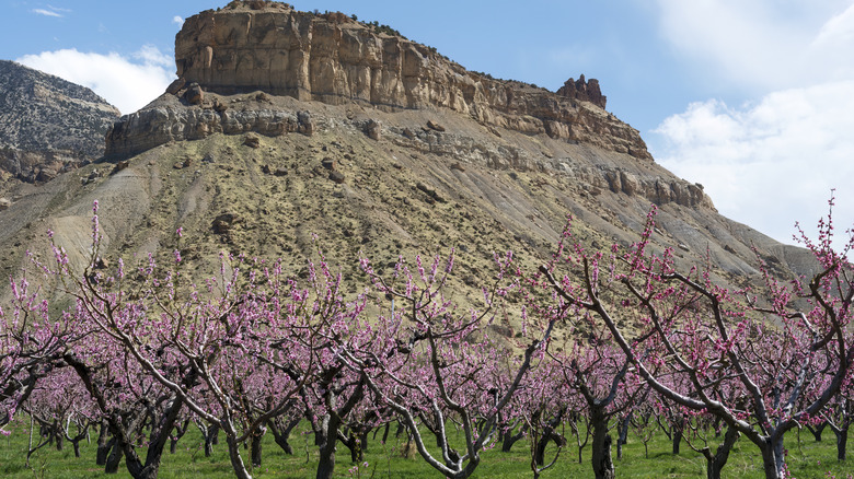 A peach orchard in Mesa County, Colorado