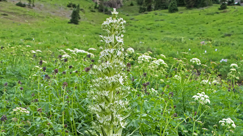 Green gentians in the San Juan Mountains' "superbloom"