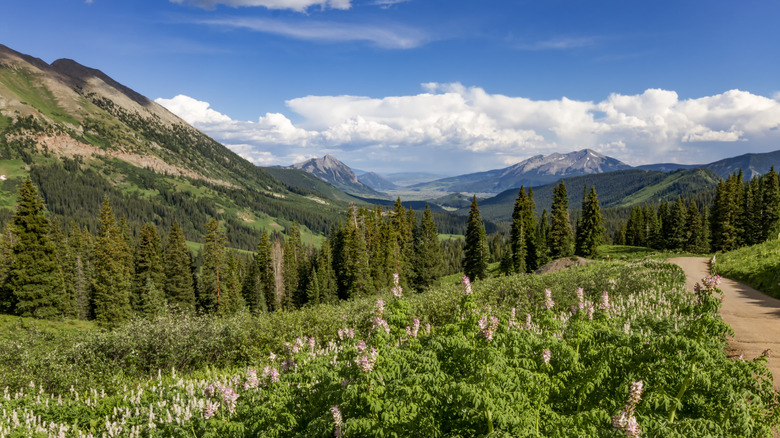 Wildflowers in the mountains in Crested Butte, Colorado