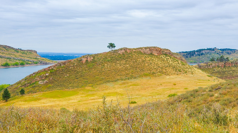 A single tree stands on a green and yellow hill at Lory State Park, near Fort Collins.