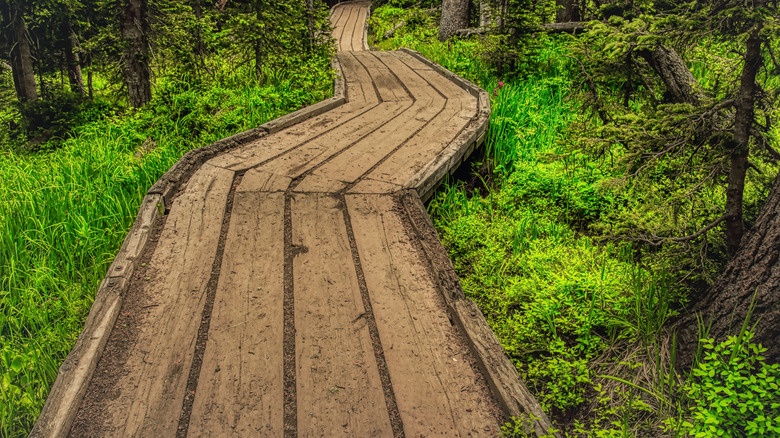 Hiking trail winds near Kebler Pass