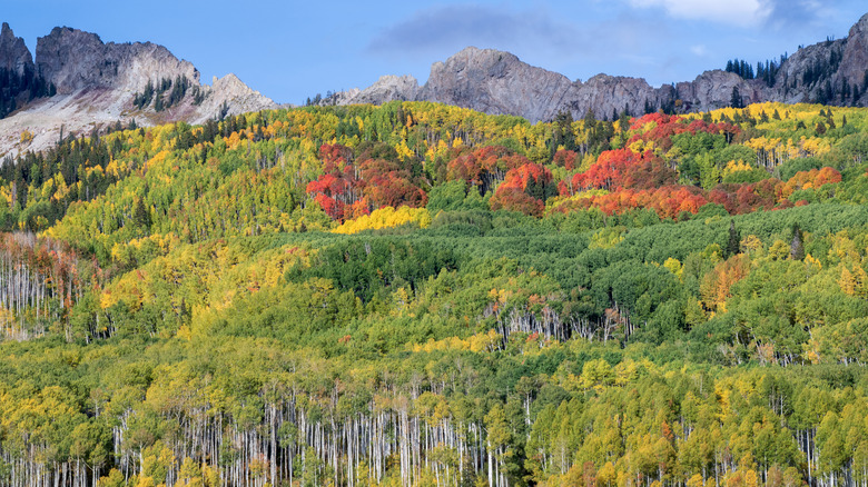 Fall foliage on display just off Kebler Pass