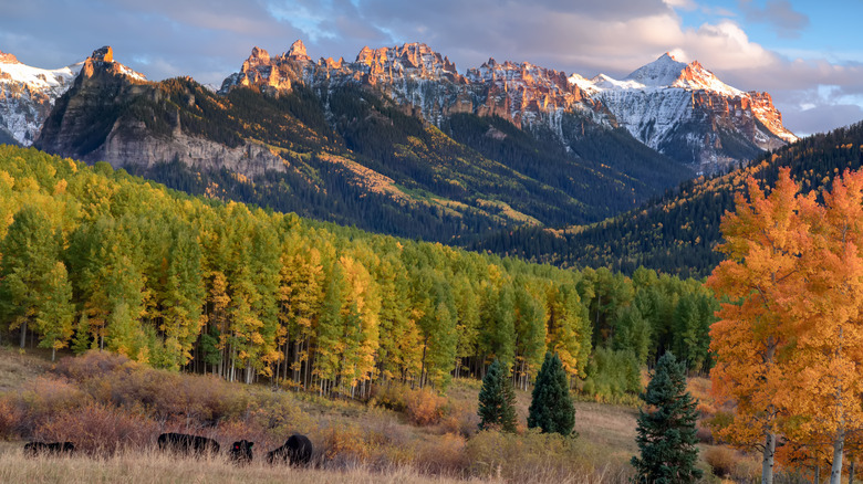 Scenic mountains and aspen trees surround Kebler Pass in autumn