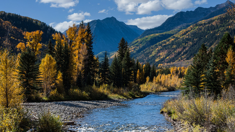 The Crystal River running through Carbondale, Colorado surrounded by trees