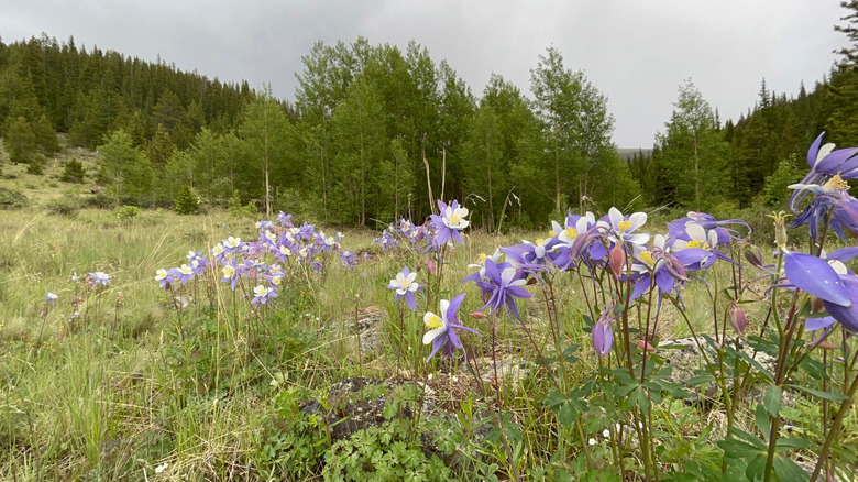 Columbine flowers, the national flower of Colorado and namesake of Columbine Valley
