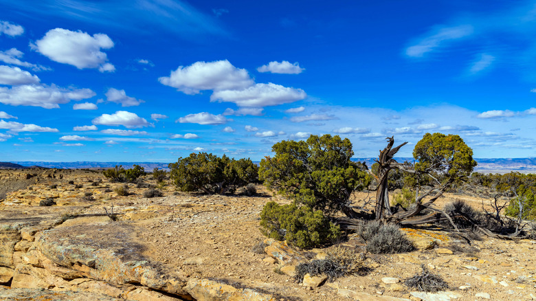 The landscape at McInnis Canyons National Conservation Area