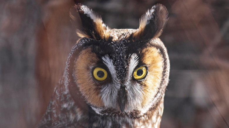 A great horned owl at Barr Lake in Colorado