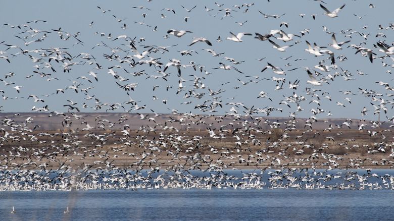 snow geese migration at john martin reservoir in Colorado