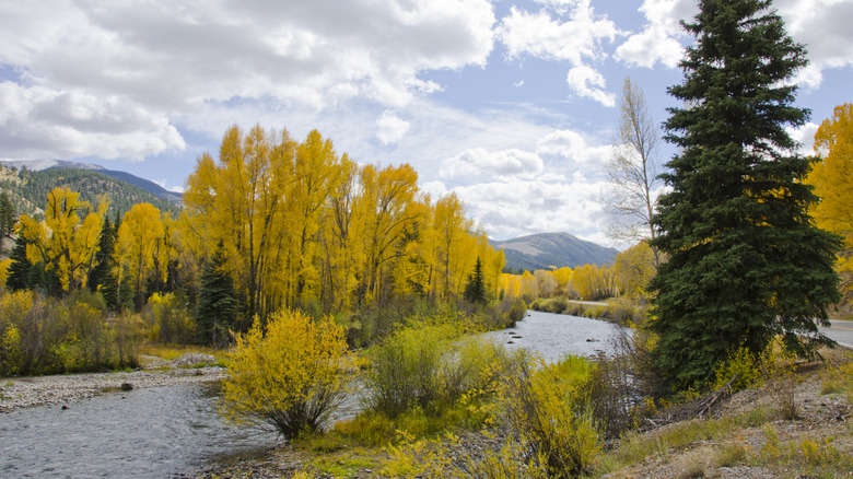 Trees on the Lake Fork of the Gunnison River during autumn.