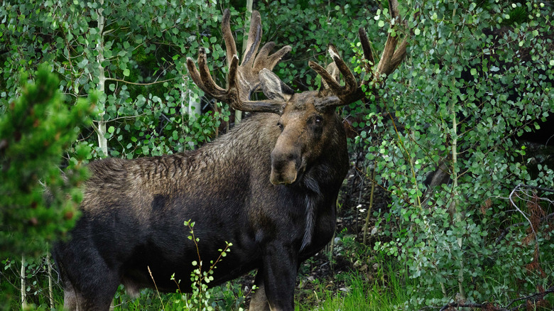 Large moose at Colorado State Forest State Park