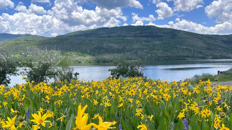 Wildflowers and mountain views at Colorado's Vega State Park