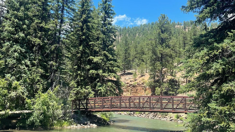 Bridge and creek in spruce tree forest