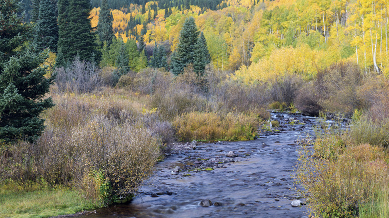 The Cuchara River snaking through evergreen trees