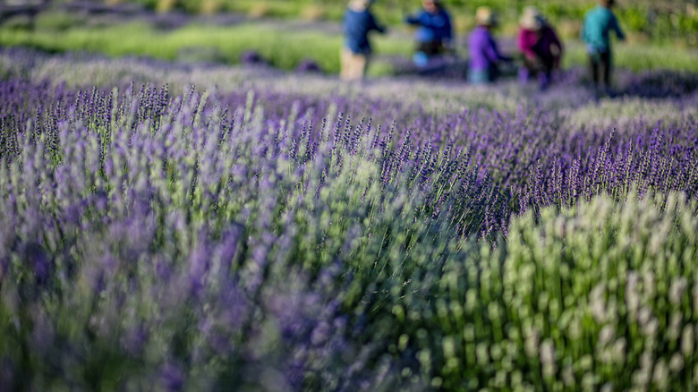 Lavender field in Palisade