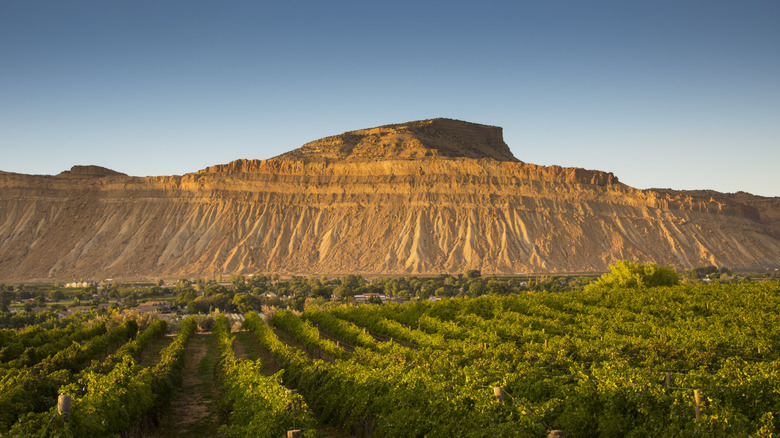 Vineyard and the Book Cliffs in the background