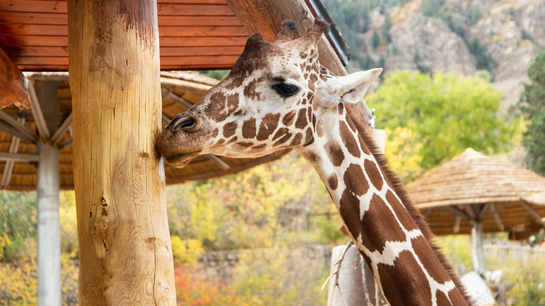 A giraffe at the Cheyenne Mountain Zoo in Colorado Springs, Colorado