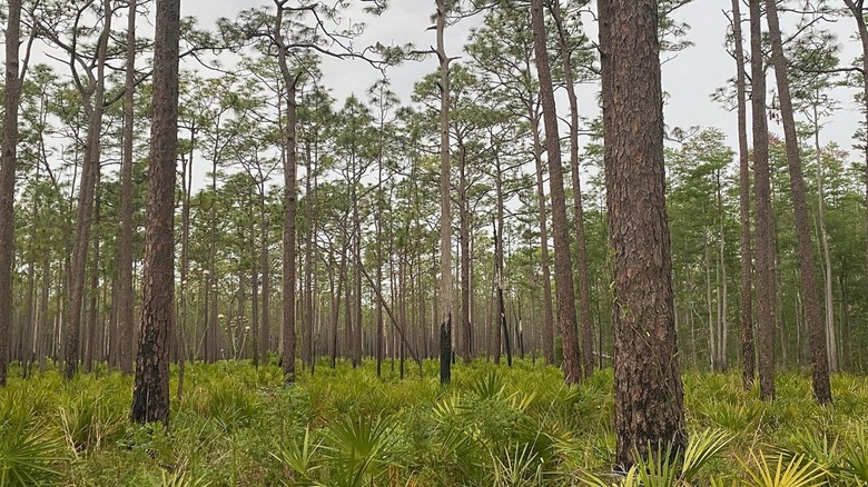 Trees in Colt Creek State Park