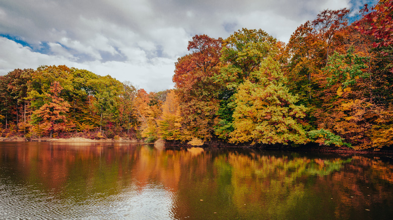 Fall colored leaves alongside Alum Creek in Ohio