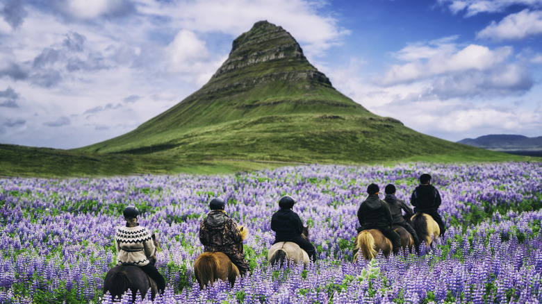 Tourists riding horses in Iceland during summertime