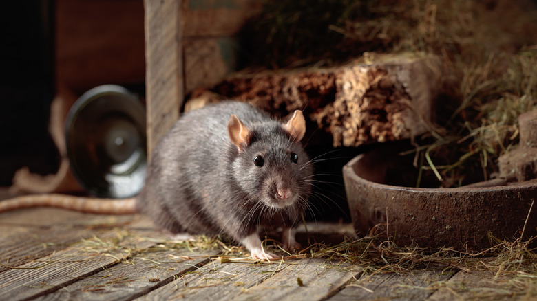 A rat on the floor in a wooden area.