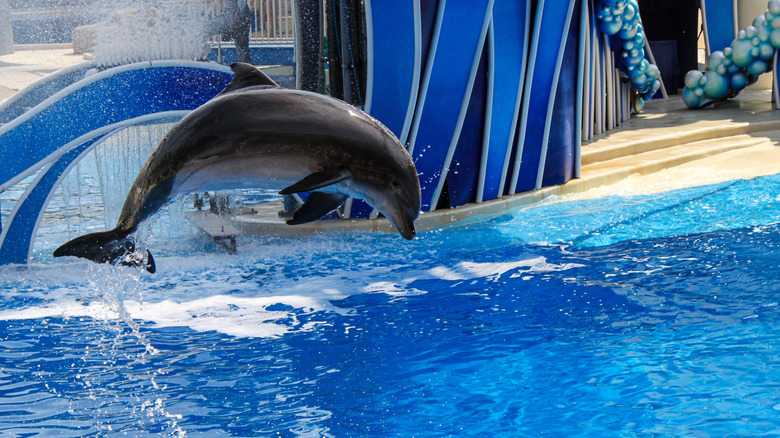 A dolphin performing in the water at SeaWorld, Florida