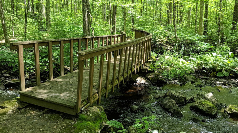 Bridge over a creek in a vibrant green wood, Shelter Falls Park, Mansfield, Connecticut