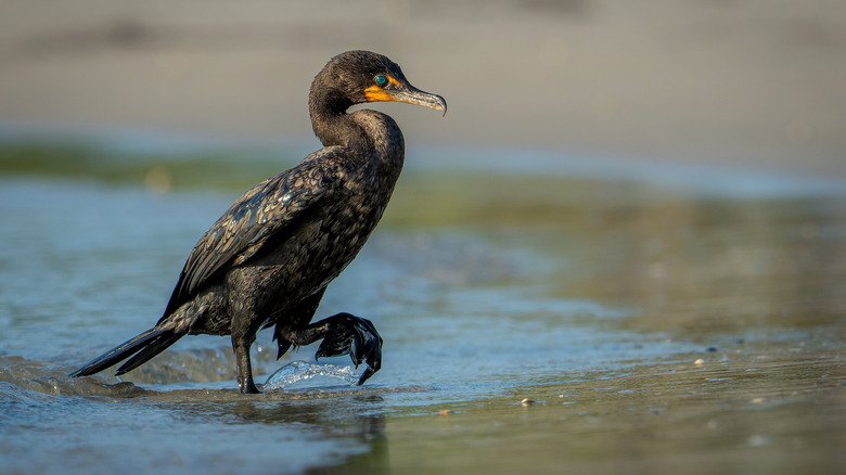 Double-crested cormorant walking in the water