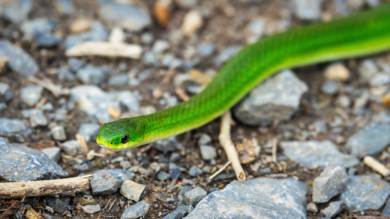 Non-venomous smooth green snake