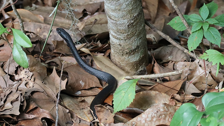 Non-venomous black racer snake