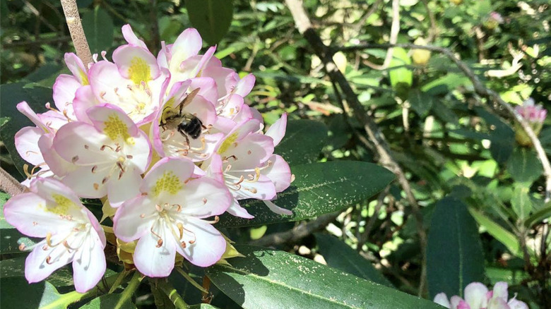 a bee in white and pink rhododendrons at Pachaug State Forest.