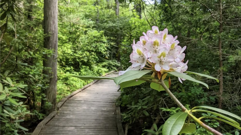 boardwalk at rhododendron sanctuary trail at Pachaug State Forest