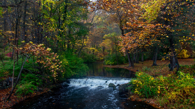 stream of water under colorful trees surrounded by fallen leaves