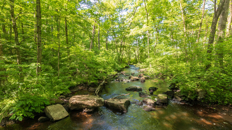 Blackledge River in Gay City State Park
