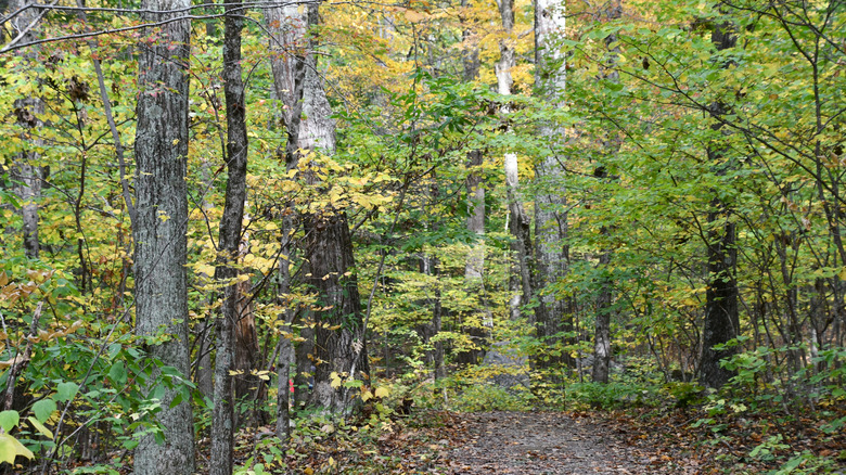 Tower Trail at Mount Tom State Park in Washington, Connecticut