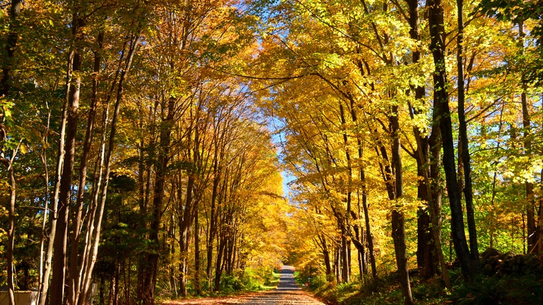 Beautiful yellow-leafed trees at Litchfield Hills
