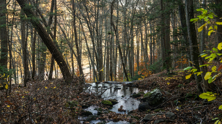 Paugussett State Forest in Connecticut, home of the Zoar Trail