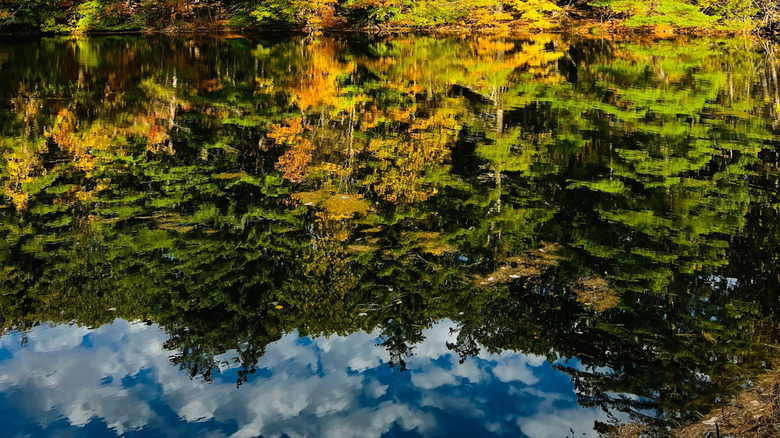 trees and reflection in West Hartford Reservoir during fall
